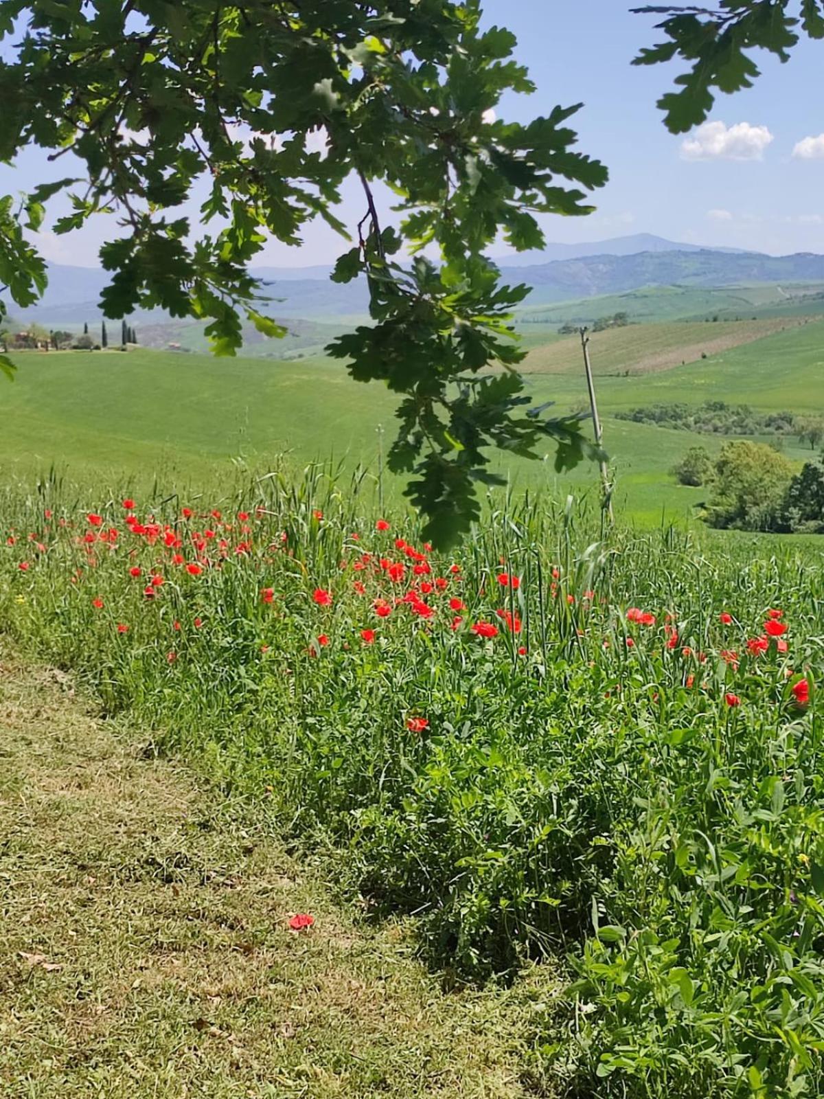 Agriturismo Il Pozzo Castiglione dʼOrcia Buitenkant foto